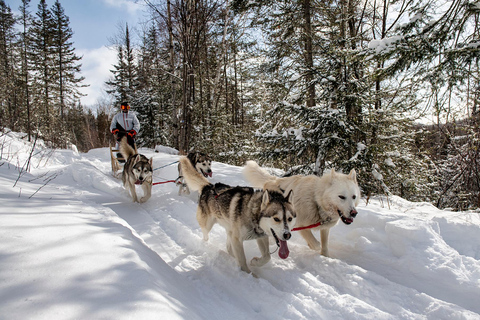 Quebec: Hundeschlittenausflug im Saguenay Fjord