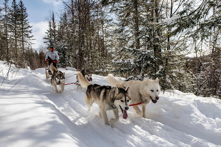 Quebec Excursión en trineo tirado por perros por el fiordo de Saguenay