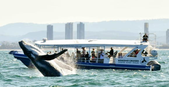 Gold Coast Whale Experience