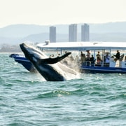 Gold Coast Whale Experience