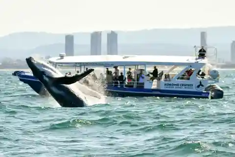 Gold Coast : croisière d'observation des baleines