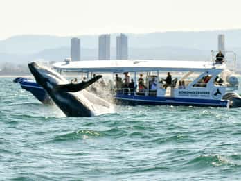 Gold Coast Whale Experience