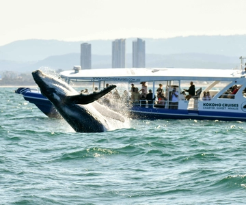 Gold Coast: Whale Watching Cruise