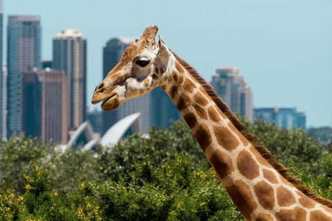 Sydney: Rejs po porcie, zoo Taronga i Sky Safari