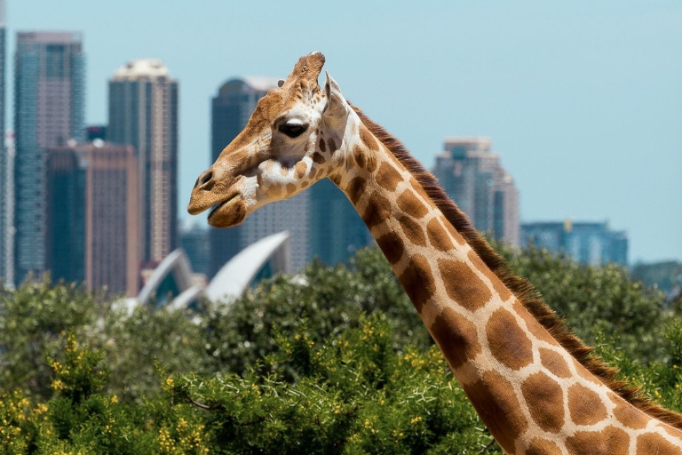 Sydney: Rejs po porcie, zoo Taronga i Sky Safari