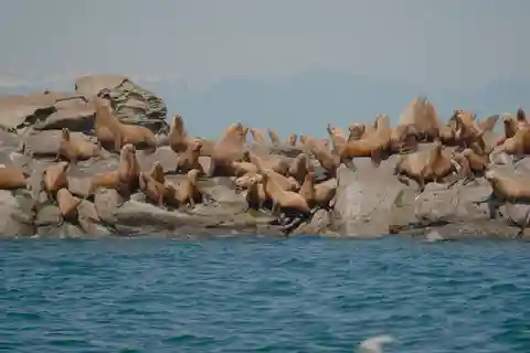 Golf Eilanden: Lente Wildlife Expeditie Cruise