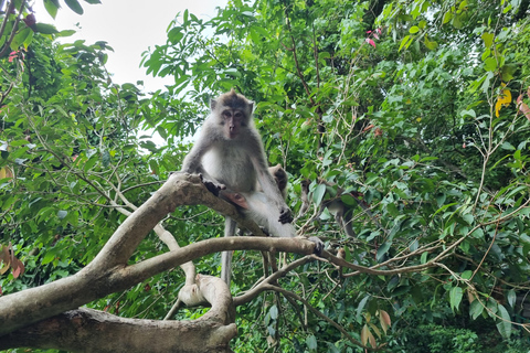 Lombok: Prywatny samochód/van z kierowcą-przewodnikiem