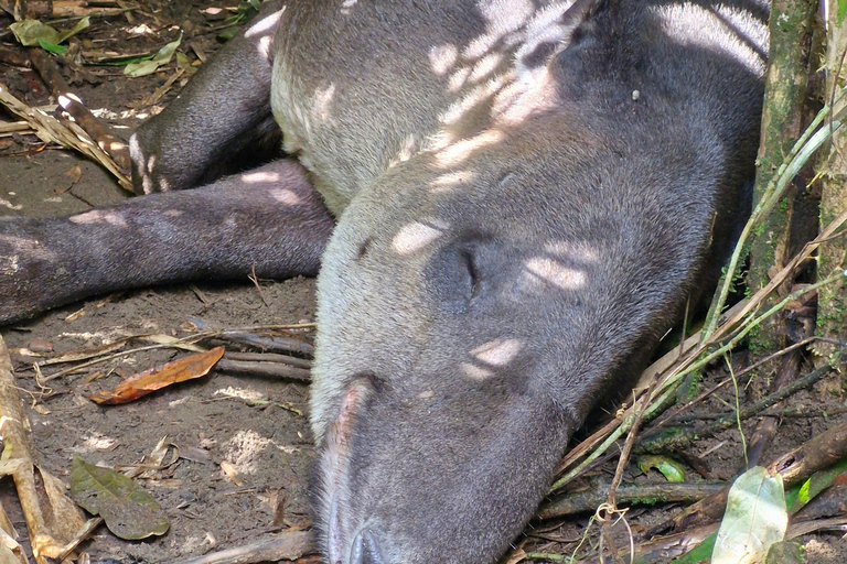 Corcovado-Sirena station day tour from Puerto Jimenez by boat. Corcovado National Park Sirena Station day tour from Puerto Jimenez
