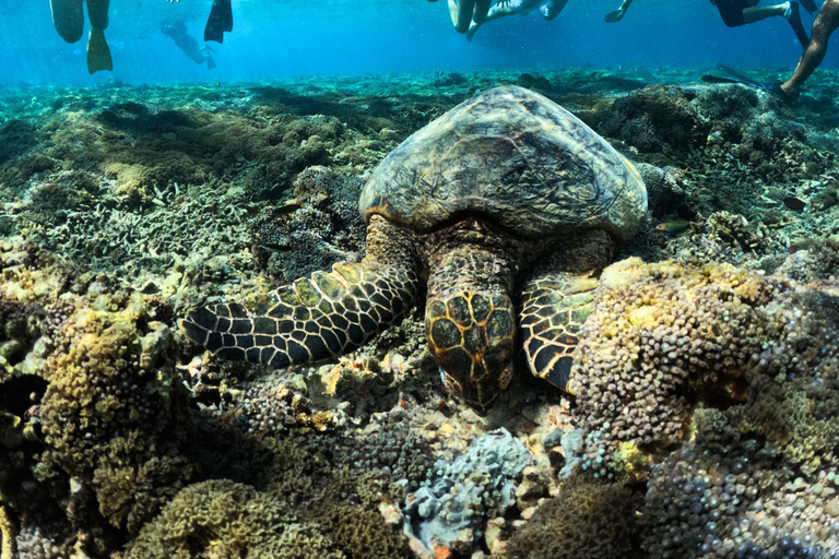 جولة الغوص السطحي في جزر جيلي - استكشف الجنة تحت الماءأفضل صفقة - رحلة مفتوحة للغطس من جيلي تراوانجا