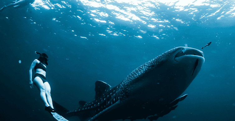 New Whale Shark Encounter Experience In Cancun !! 