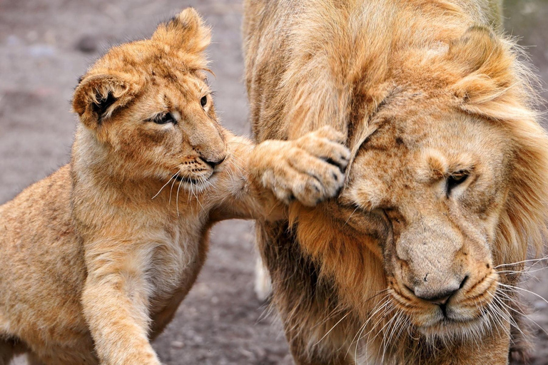 7-tägige Budget-Camping-Safari in Tansania7-tägige günstige Camping-Safari in Tansania