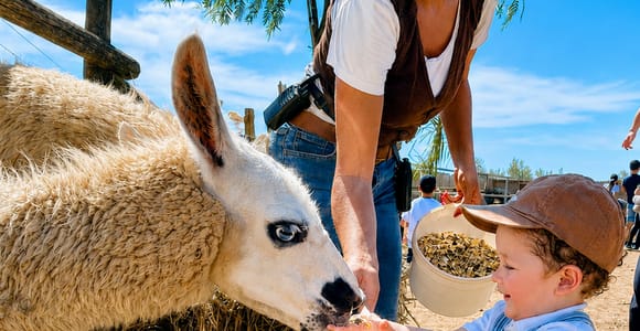 Ribera: Guided tour among the farm animals