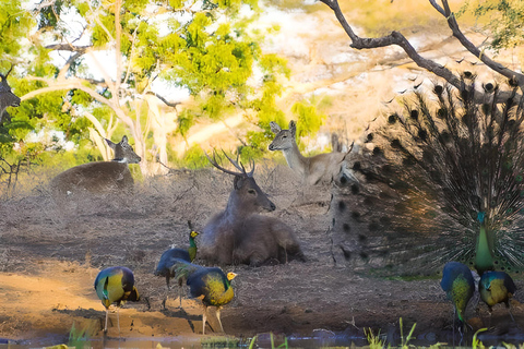 The Authentic Sunset Of Baluran National Park Banyuwangi