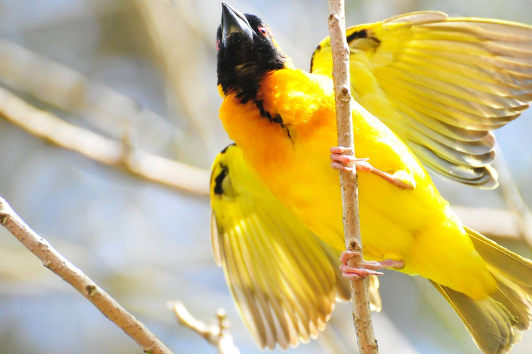 5 jours de safari ornithologique dans la savane