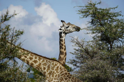 From Zanzibar: Mikumi Safari Day Trip with Flights and Lunch Mikumi Shared Safari without hotel transfer
