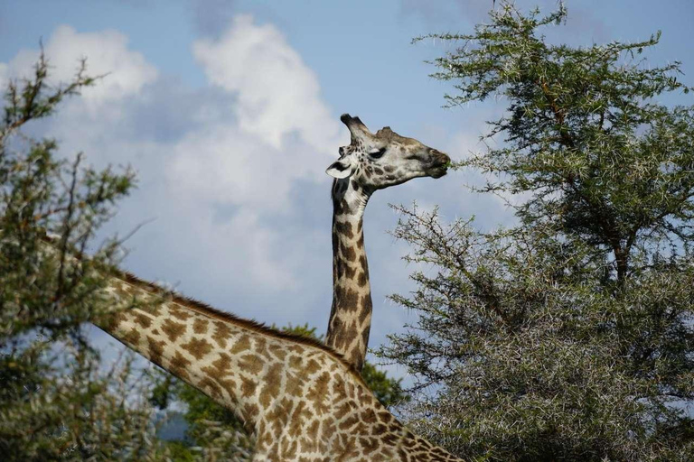 From Zanzibar: Mikumi Safari Day Trip with Flights and Lunch Mikumi Shared Safari without hotel transfer