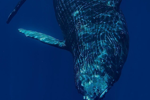 Moorea Shared Boat Tour Whale Swimming and Snorkeling Moorea 4H Shared Boat Tour Whale Swimming and Snorkeling