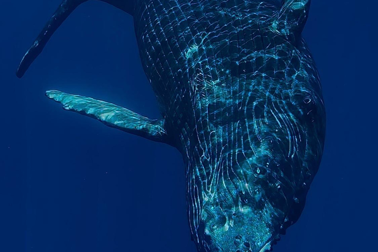 Moorea Shared Boat Tour Whale Swimming and Snorkeling Moorea 4H Shared Boat Tour Whale Swimming and Snorkeling