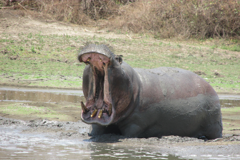 2 dias, 1 noite Selous Game Reserve/Parque Nacional Nyerere2 dias, 1 noite na Reserva de Caça Selous / Parque Nacional Nyerere