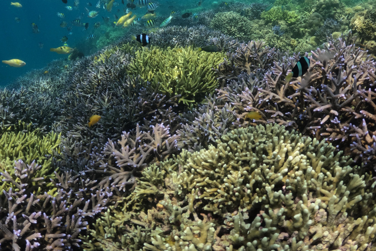 Lombok : 5 geheime Gili&#039;s(Layar,Rengit,Nanggu,Tangkong,Kedis)Lombok 3 Geheime Gili Nanggu, Sudak und Kedis.