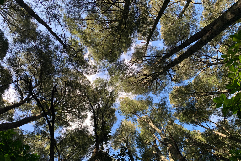 Auckland: Urban Rainforest Half-Day Small Group Walking Tour