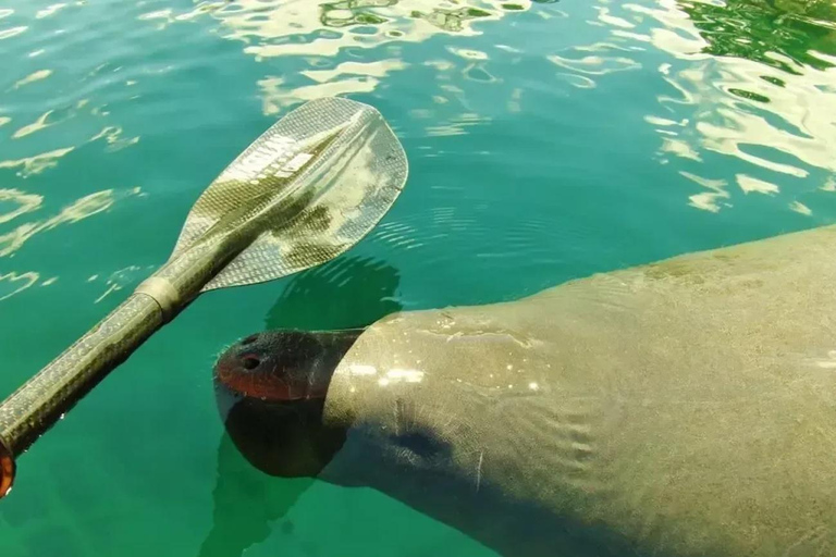 Blue Springs: Manatee Kayak Tour solo kayak