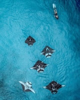 Nusa Penida Land Tour & Snorkeling With Manta Ray - Housity