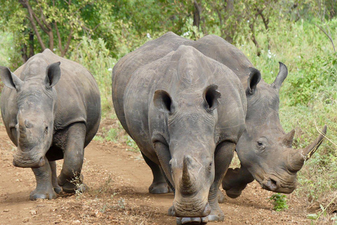 Campamento de safari de 3 días en el Parque Nacional Meru-Ikweta
