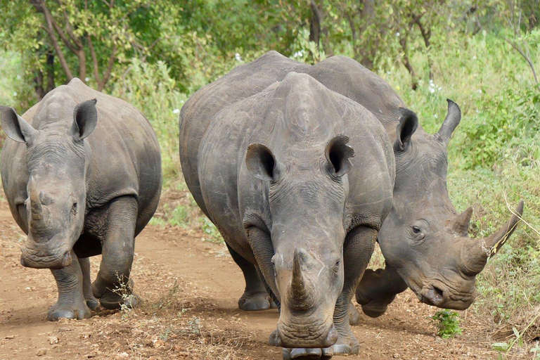 Campamento de safari de 3 días en el Parque Nacional Meru-Ikweta