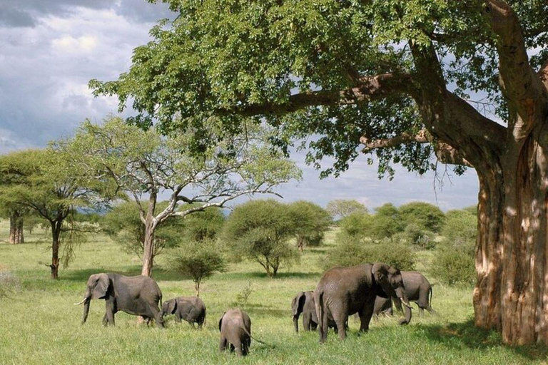 Arusha: Safári a pé pelo parque nacional com almoço