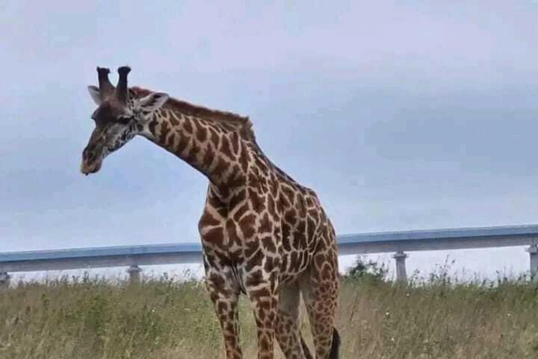 Nairobi : promenade dans le parc national avec prise en charge à l&#039;hôtel