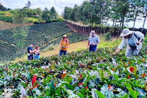 Nairobi: Granja de té púrpura.