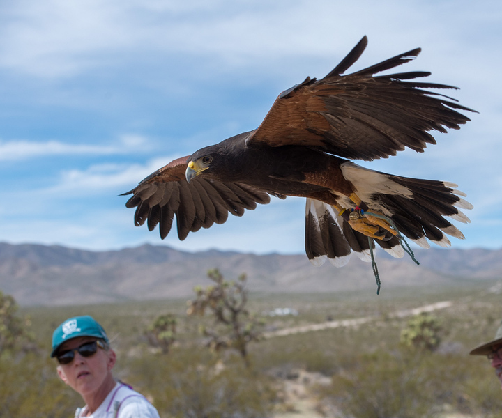 Self Drive Raptor Experience in Joshua tree forest