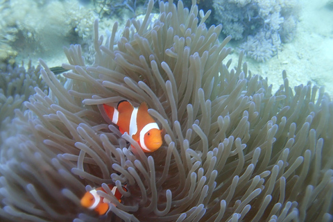 Wyspy Dimaniyat Snorkeling Tour po południuprywatna wycieczka łodzią