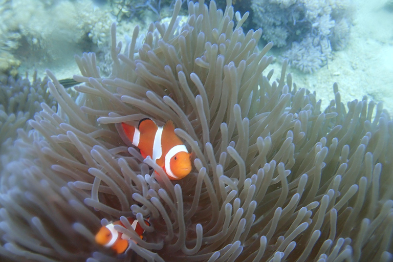 From Al-Seeb: Dimaniyat Islands Boat Trip with Snorkeling4-Hour Shared Boat Trip