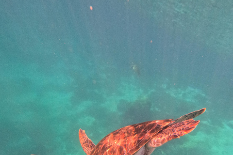 Labuan Bajo: Day Trip Snorkeling with Manta Rays and Turtles