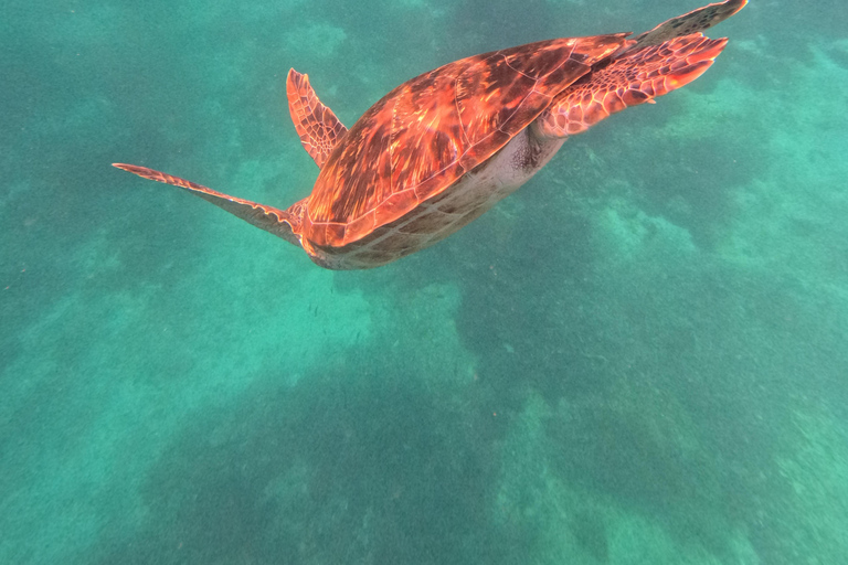 Labuan Bajo: Day Trip Snorkeling with Manta Rays and Turtles