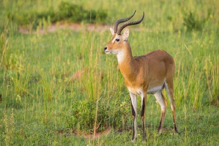 Entebbe: 4-Day Gorilla and Chimpanzee Trekking Tour