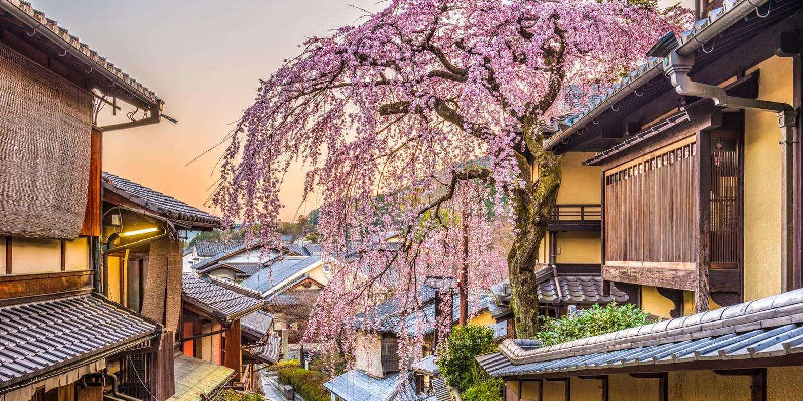 Kyoto experience — temples, geisha, bamboo grove — image 12