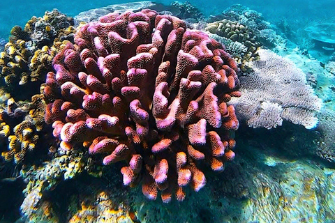 El Nido: Farm Tour, Snorkeling, Dinner, and Nipa Hut Stay