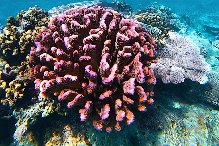 El Nido: Farm Tour, Snorkeling, Dinner, and Nipa Hut Stay