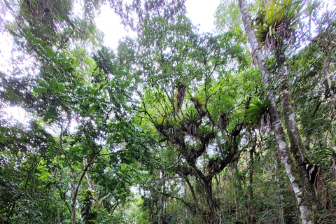 CAMINHO DO OURO - Guided tour Atlantic Forest, Waterfalls, Stories.