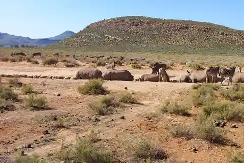 Aquila Safari Kleine Gruppe: Unvergessliches Wildlife-Abenteuer