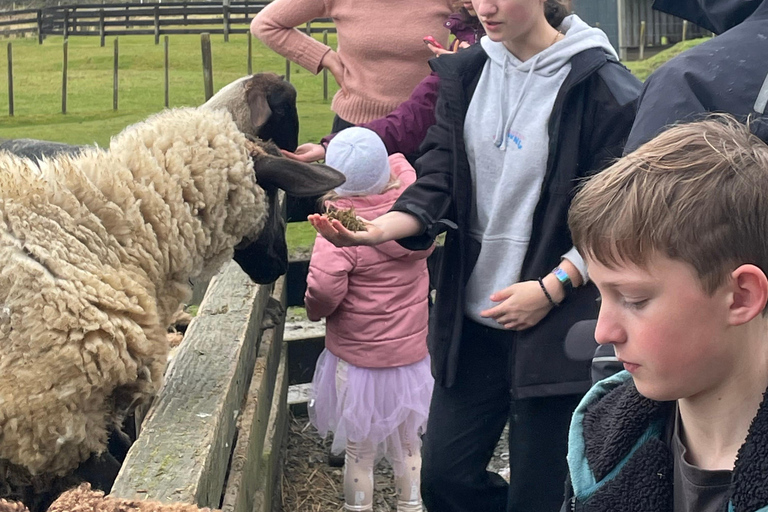 Auckland: Sheepworld, Honey Centre, & Kauri Trail Tour