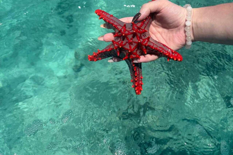 桑给巴尔：乔赞尼森林、库扎洞穴与蓝礁湖+海星探秘桑给巴尔：乔赞尼森林、库扎洞穴与蓝礁湖+海星