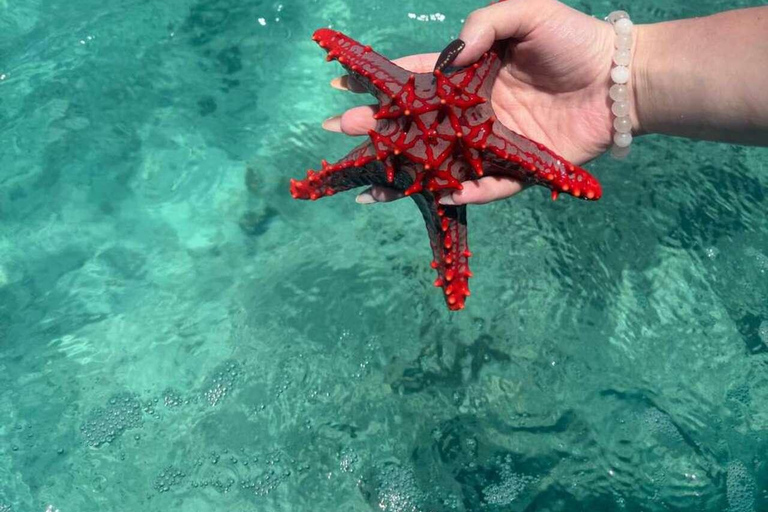 桑给巴尔：乔赞尼森林、库扎洞穴与蓝礁湖+海星探秘桑给巴尔：乔赞尼森林、库扎洞穴与蓝礁湖+海星