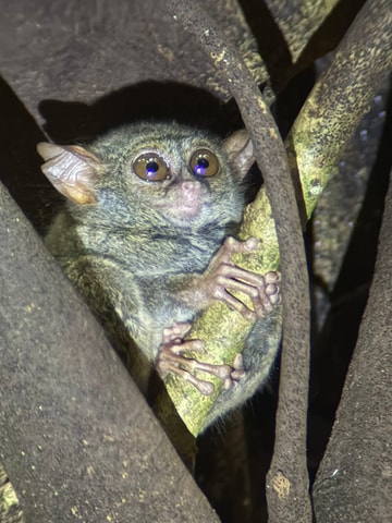 Manado: Tangkoko Wildlife, Waruga & Lembeh Strait Day Tour