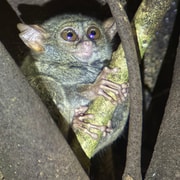 Manado: Tangkoko Wildlife, Waruga, and Lembeh Strait Tour