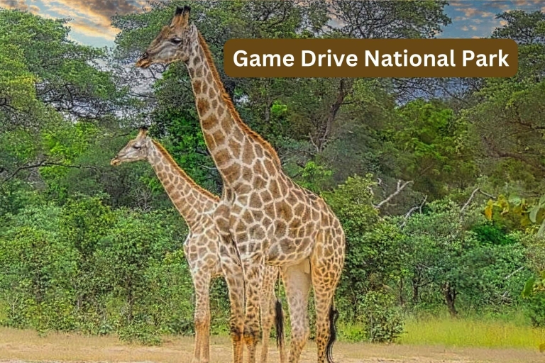 Wodospady Wiktorii: Park Narodowy Game Drive(Kopia) Wycieczka dla małych grup