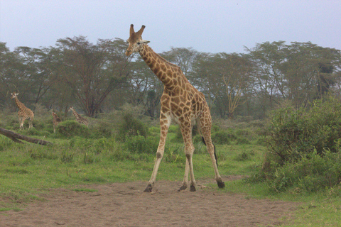 Nairobi: Sunrise Wildlife Safari with Hotel Pickup